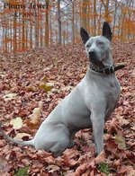 Phu Quoc ridgeback dog in the forest