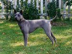 Phu Quoc ridgeback dog on the grass