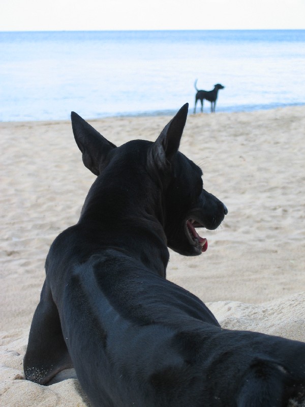 Phu Quoc ridgeback dog wallpaper