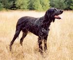 Picardy Spaniel dog  on the field