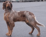 Picardy Spaniel dog 