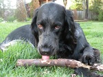 Picardy Spaniel dog with a stick