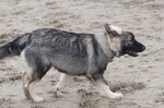 American Alsatian dog on the sand