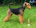 Airedale Terrier and his cup