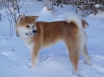 American Akita in winter