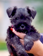 Nice Affenpinscher puppie