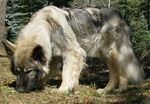 Старая серая американская эльзасская собака