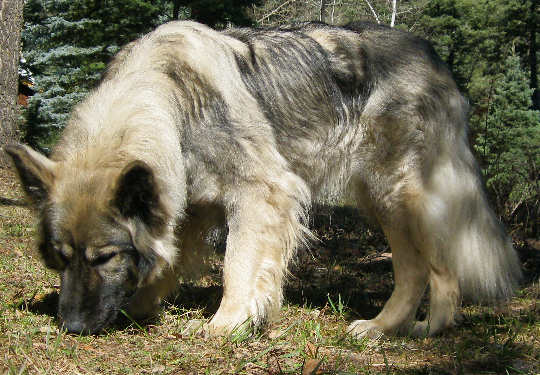 Старая серая американская эльзасская собака фото