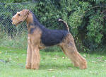 Perfect Airedale Terrier rack
