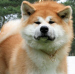 Stern Akita Inu dog