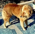 Piebald Bakharwal dog