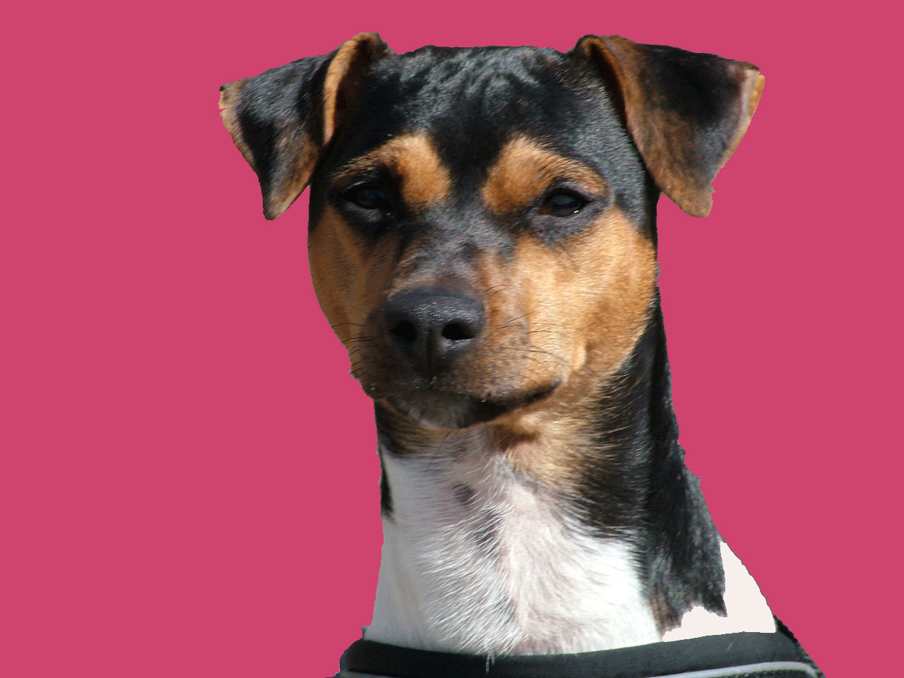 Pink Brazilian Terrier wallpaper