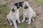 Playing Anatolian Shepherd Dogs