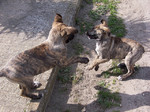 Playing Dogo Sardesco puppies