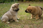 Playing Eurasier puppies