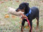 Playing German Pinscher dog