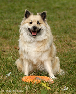 Playing Icelandic Sheepdog dog