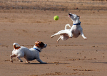 Playing Jack Russell Terrier dogs