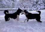 Playing Karelian Bear Dogs