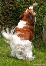 Playing Kooikerhondje dog