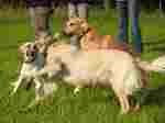 Playing Longhaired Whippet dogs