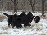 Playing Moscow Water Dogs 