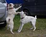 Playing Norwegian Buhund dogs