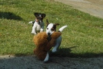 Playing Parson Russell Terrier puppies