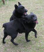 Playing Schipperke dogs