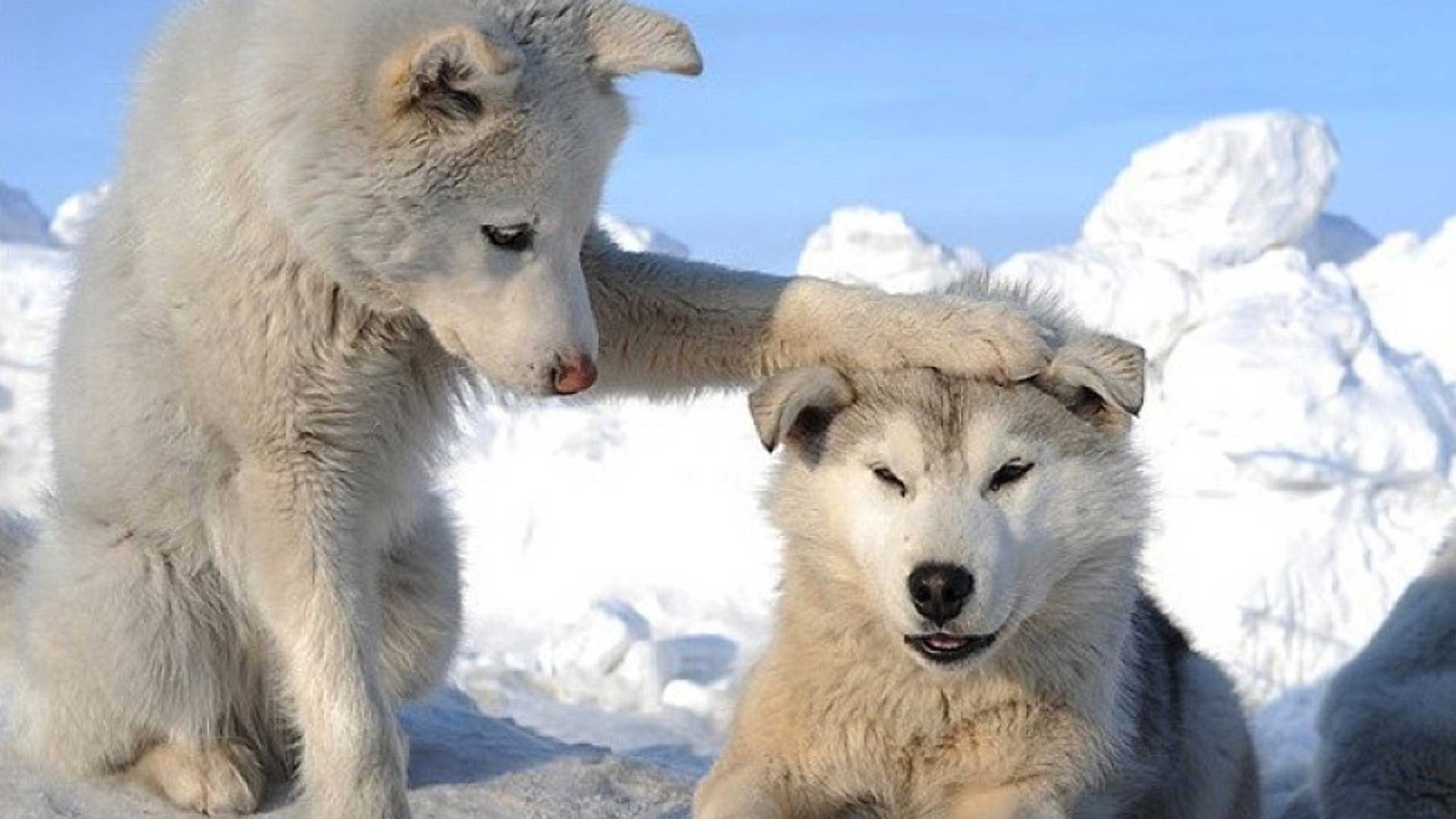 Playing Siberian Husky dogs photo and wallpaper. Beautiful Playing Siberian Husky dogs pictures Playing Siberian Husky dogs photo and wallpaper. Beautiful Playing Siberian Husky dogs pictures