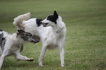 Playing Silken Windhound dogs