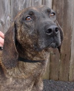 Plott Hound dog face