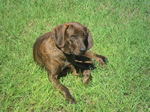 Plott Hound dog on the grass