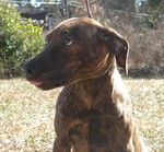 Plott Hound dog