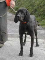 Plott Hound dog with the owner