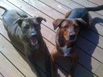 Plott Hound dogs