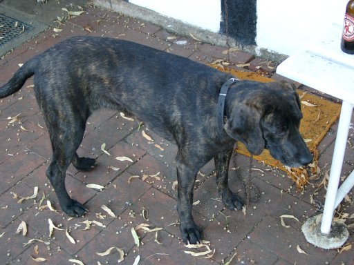 Plott Hound wallpaper