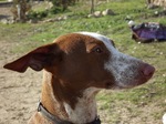 Podenco Canario dog face 