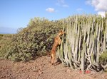 Podenco Canario dog in cacti