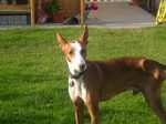 Podenco Canario dog on the grass