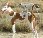 Podenco Canario dogs