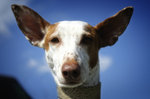 Podenco Canario face