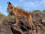 Podenco Canario on the mountain