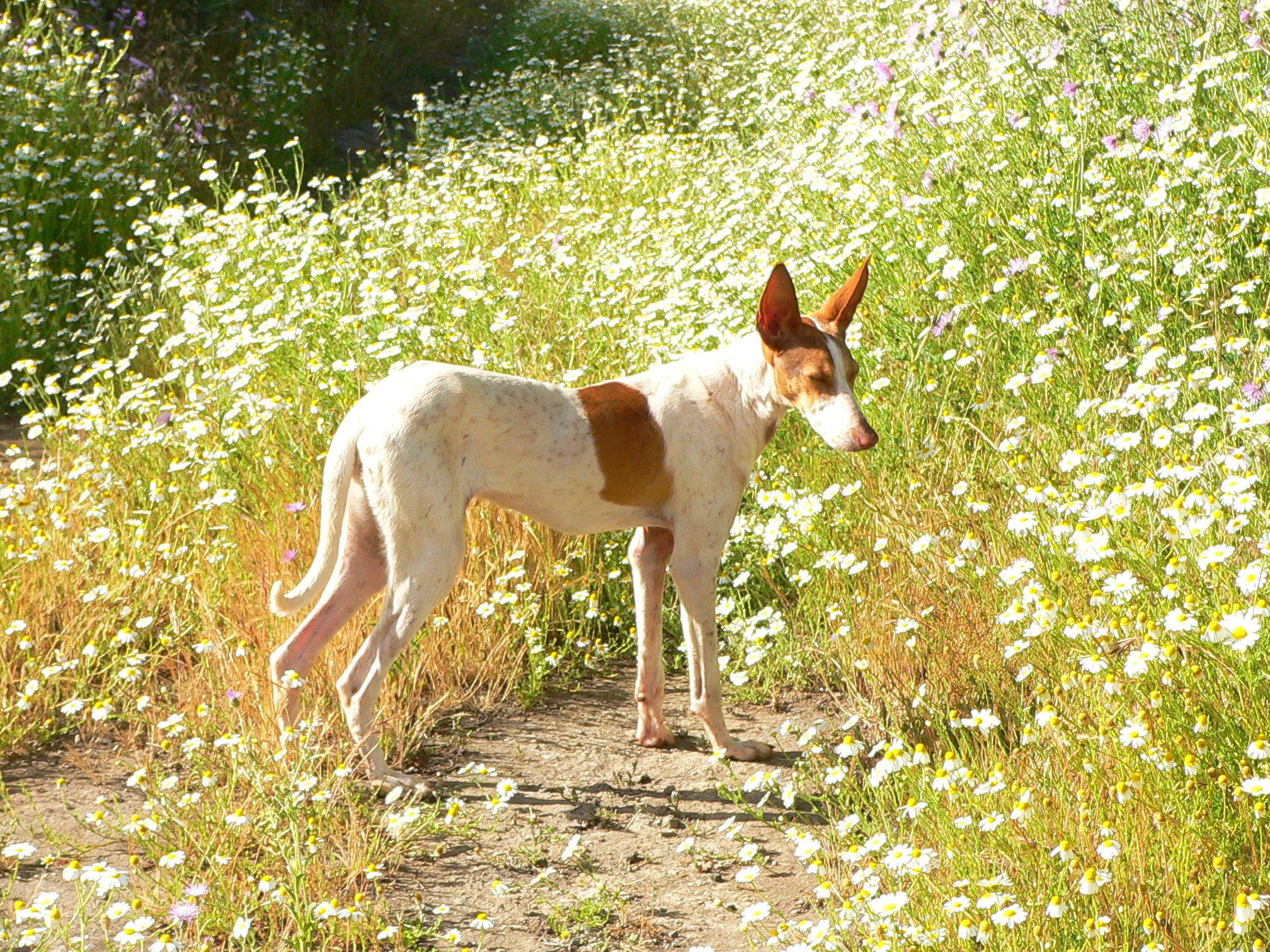 Podenco Canario wallpaper