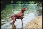 Pointer dog near the water