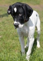 Pointer dog puppy