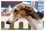 Polish Greyhound dog face
