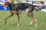 Polish Greyhound dog for a walk