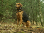 Polish Hound dog in the forest