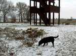 Polish Hunting Dog in the snow